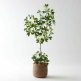 カポック｜明るく爽やかな空間を演出するフェイクグリーン観葉植物