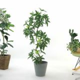 パキラ｜リラックス感を添える人気のフェイクグリーン観葉植物
