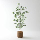 ベンジャミン（フィカス）｜繊細な葉が軽やかな印象を与えるフェイクグリーン観葉植物