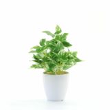 ポトス｜定番人気の観葉植物フェイクグリーン