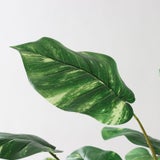 ポトス｜定番人気の観葉植物フェイクグリーン