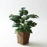 モンステラ｜南国風インテリアに映える個性的な葉のフェイクグリーン観葉植物