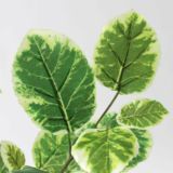 光触媒　造花　人工　観葉植物　フェイクグリーン　ワイルド コーヒー