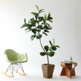 フィドルリーフ・フィグ（カシワバゴムノキ）