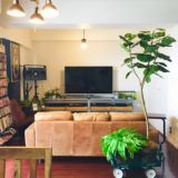 リビング・撮影スタジオにおすすめの光触媒フェイクグリーン｜おしゃれ空間を演出