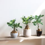 小型観葉植物｜コンパクトで飾りやすいフェイクグリーン