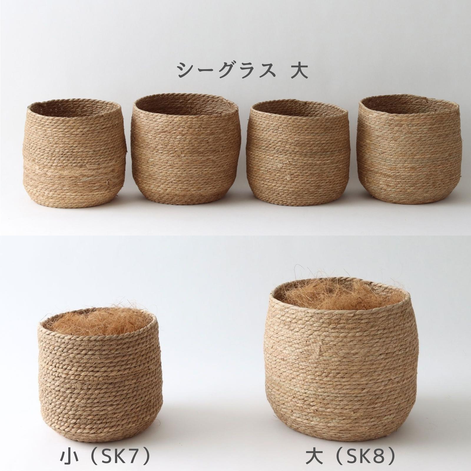 シーグラス大 個体差イメージ