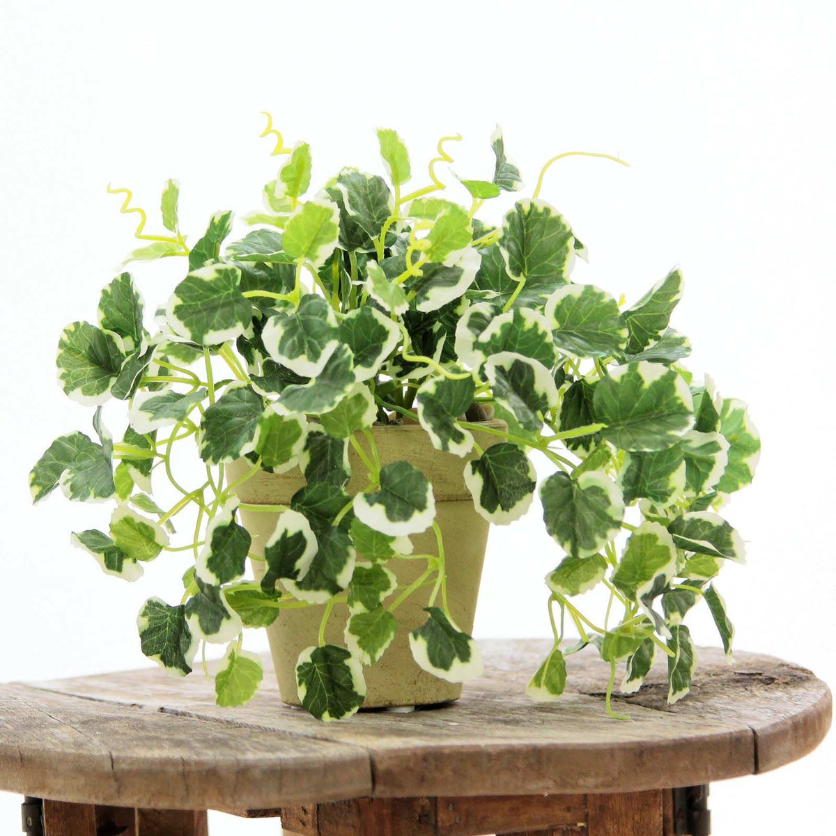 フェイクグリーン の プミラ