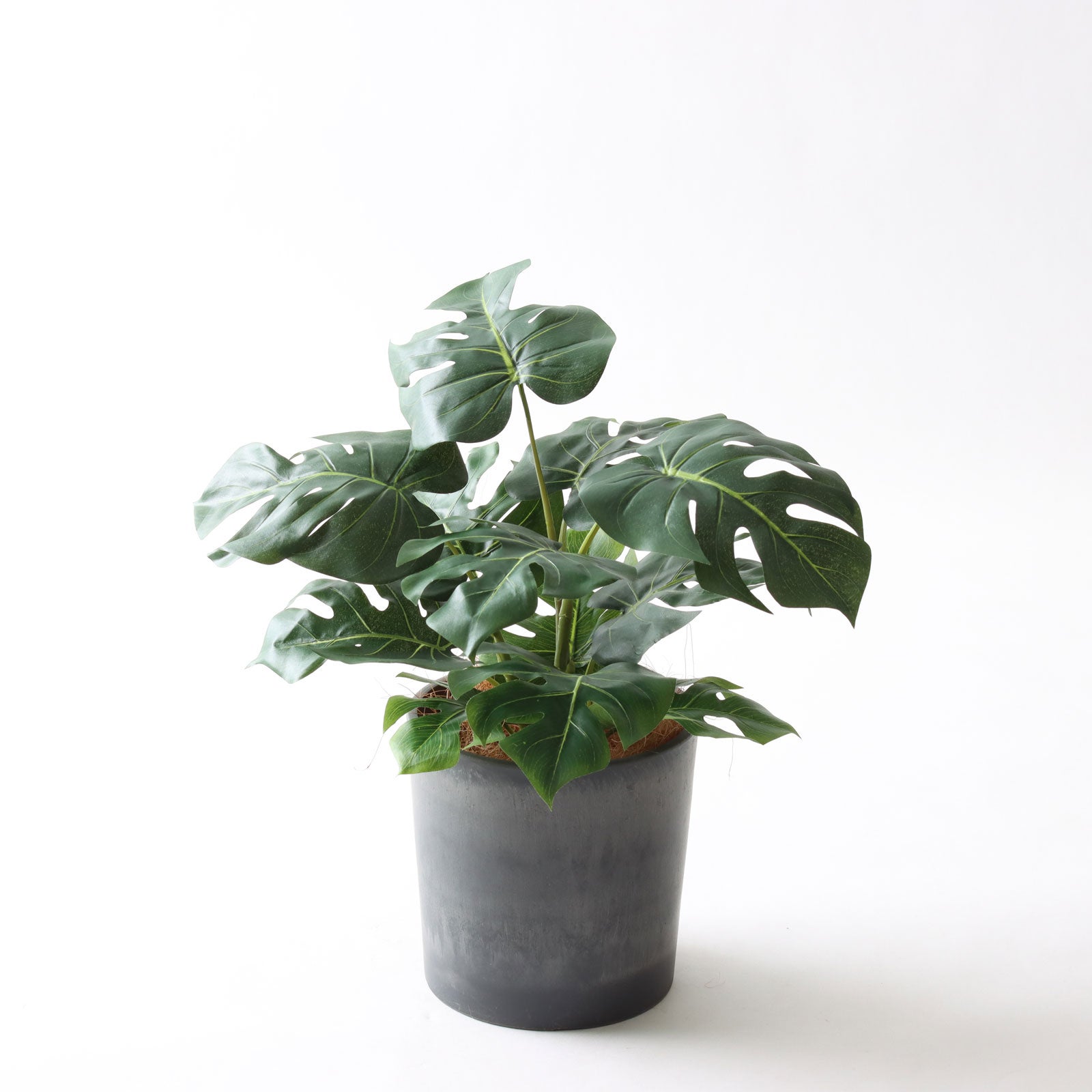 バナナリーフ鉢