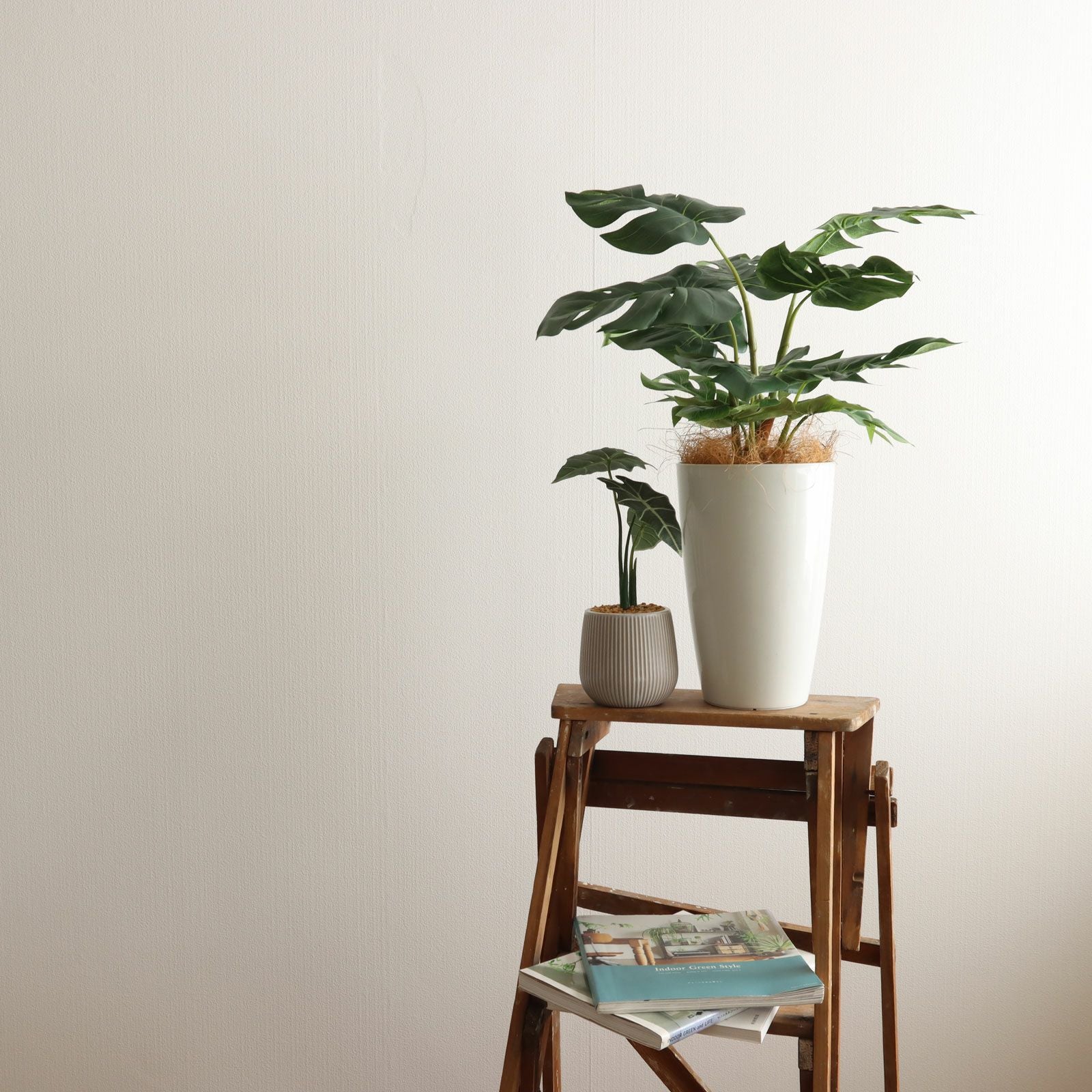 モンステラの影が印象的な空間