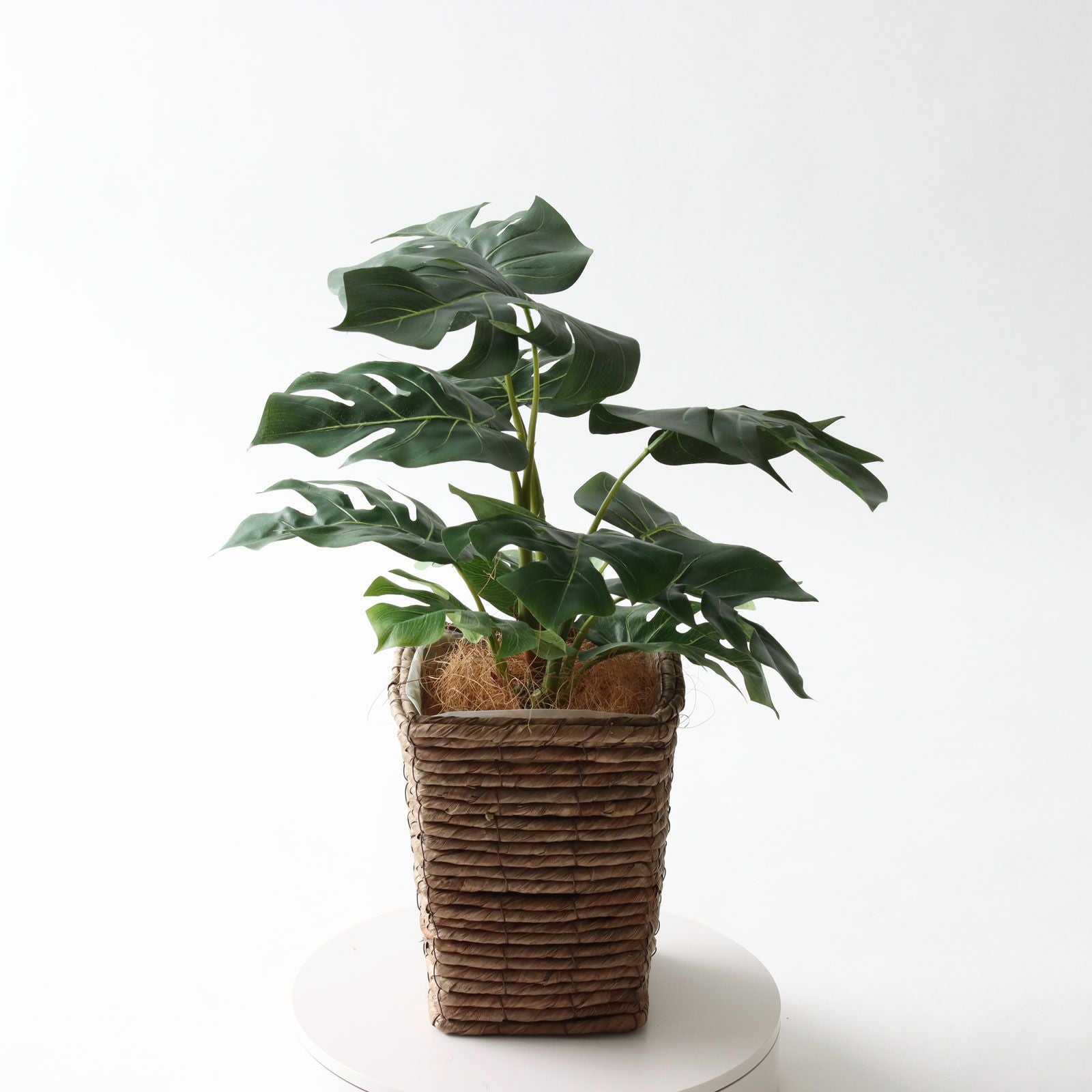 観葉植物フェイク② 在庫処分セール】観葉植物 人工 フェイクグリーン シダ 高さ 147cm 7号