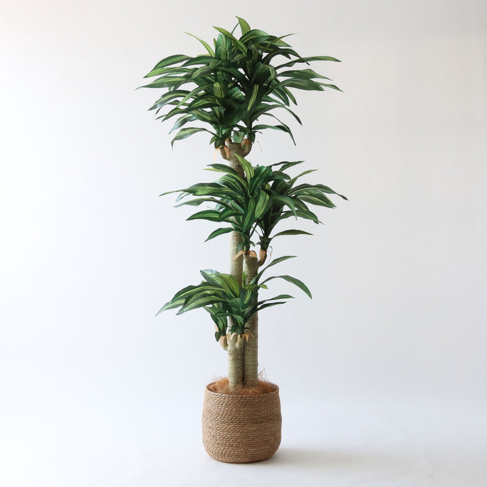 光触媒　人工観葉植物　フェイクグリーン　フレッシュドラセナ1.2m ドラセナ | プレミアム光触媒フェイクグリーン 造花ドットコム zouka.com