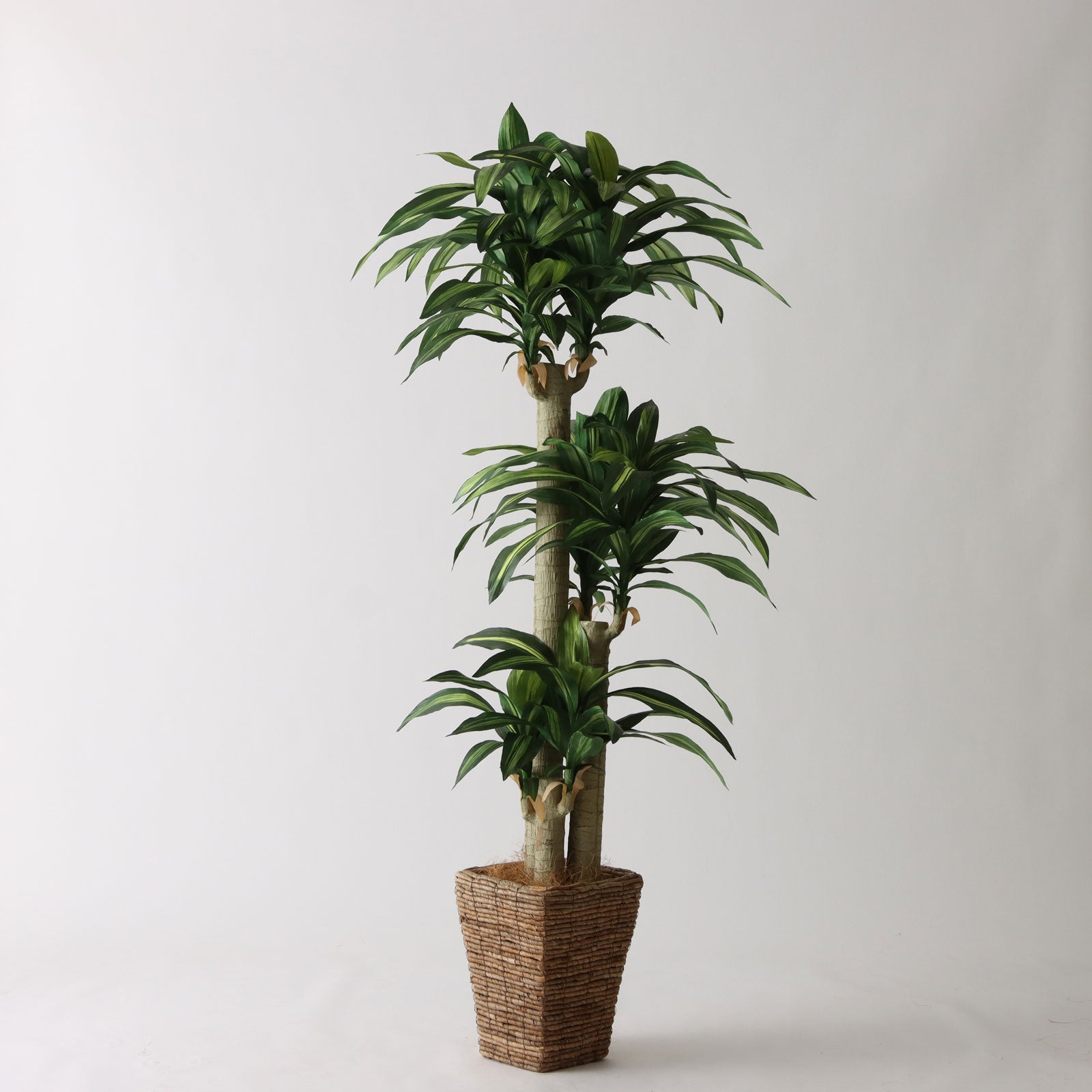 高さ150-180cm | プレミアム光触媒フェイクグリーン 造花ドットコム