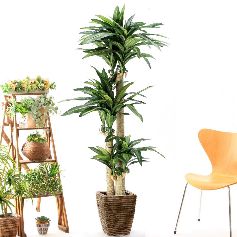 ② バナナリーフ 大（KG5-SRE）