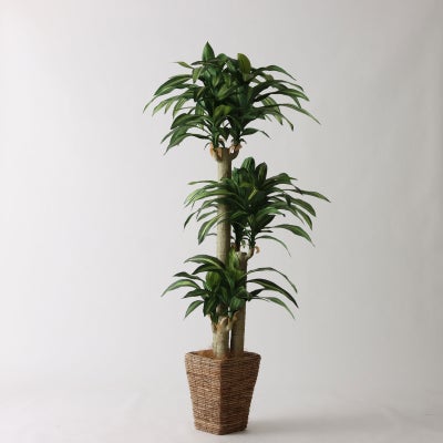 ドラセナ | プレミアム光触媒フェイクグリーン 造花ドットコム zouka.com