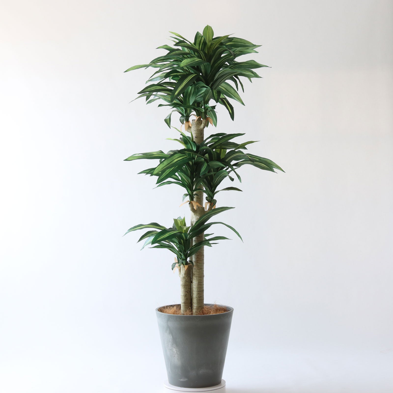 No8123 プレミアム光触媒フェイクグリーン 「爽やかな葉色 × 安定感