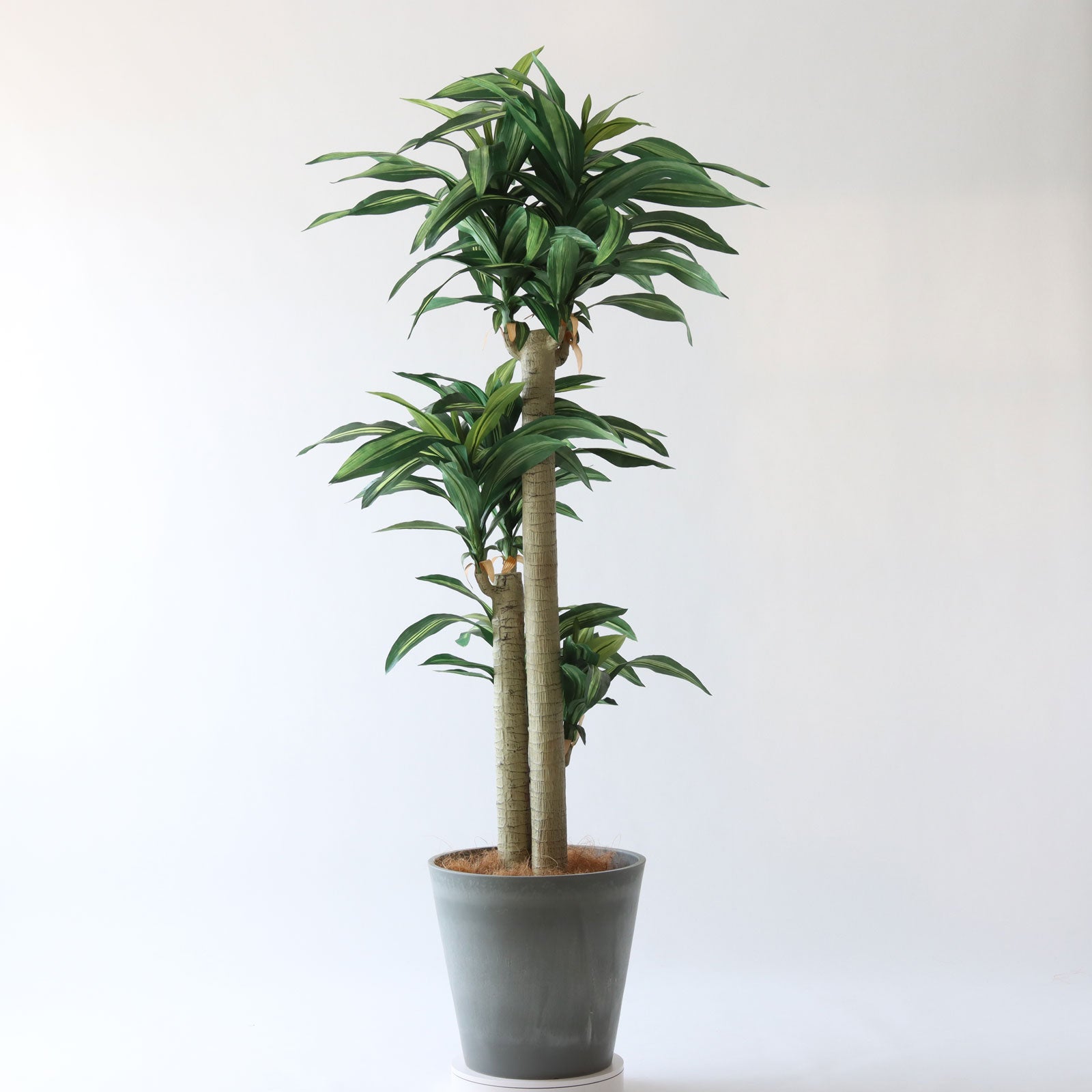 光触媒　フェイクグリーン　◯◯ファナ　人工観葉植物　◯麻　造花　草　CBD916 No8123 プレミアム光触媒フェイクグリーン 「爽やかな葉色 × 安定感