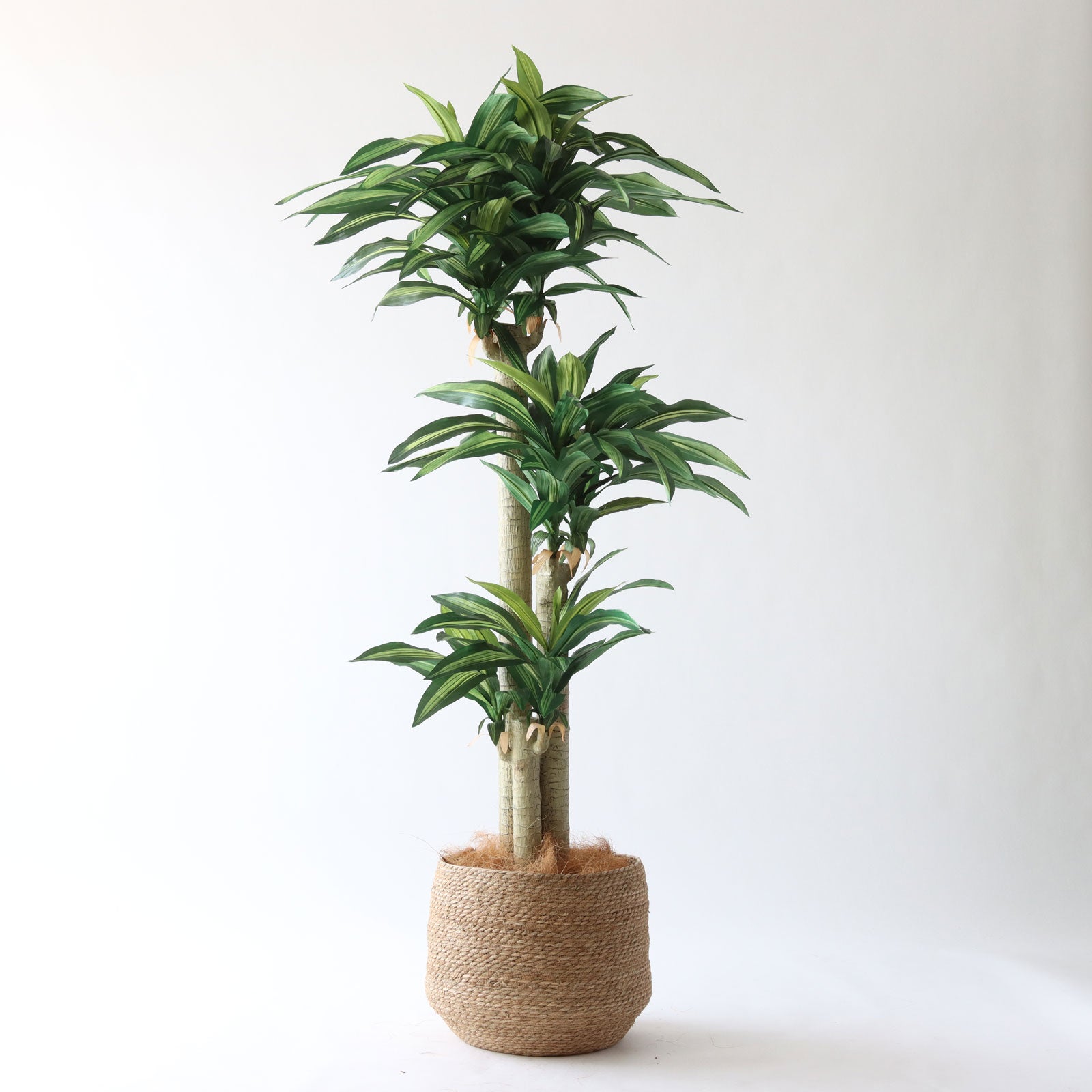 ❀そるまるす❀荒天・猛暑日は植物発送不可専用　グリーン No8123 プレミアム光触媒フェイクグリーン 「爽やかな葉色 × 安定感