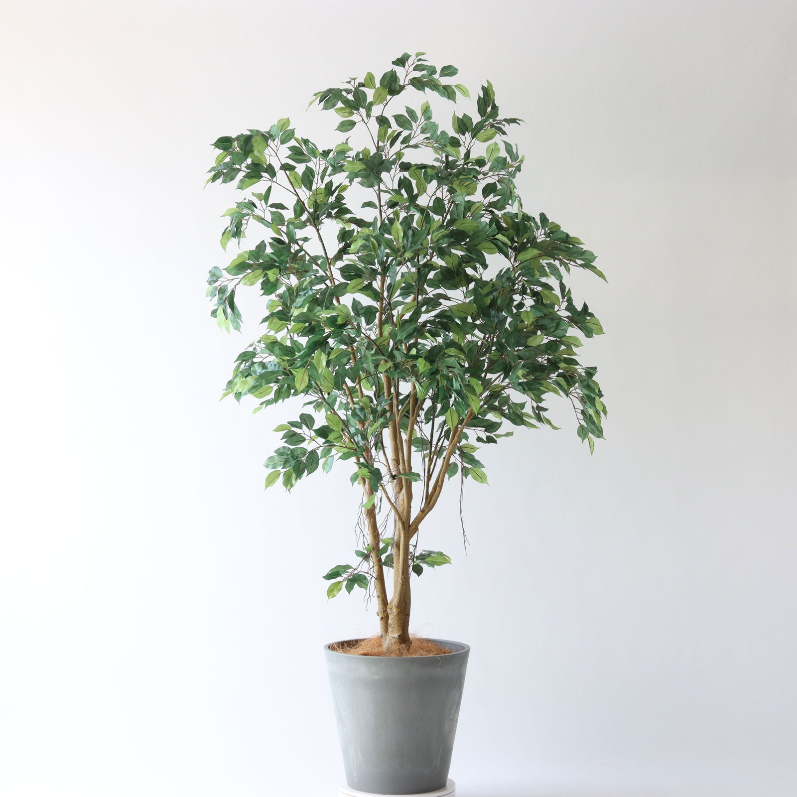 150cm　フェイクグリーン　ベンジャミン(フィカス)　光触媒　観葉植物 No8127 プレミアム光触媒フェイクグリーン 「圧巻の存在感 × あえて