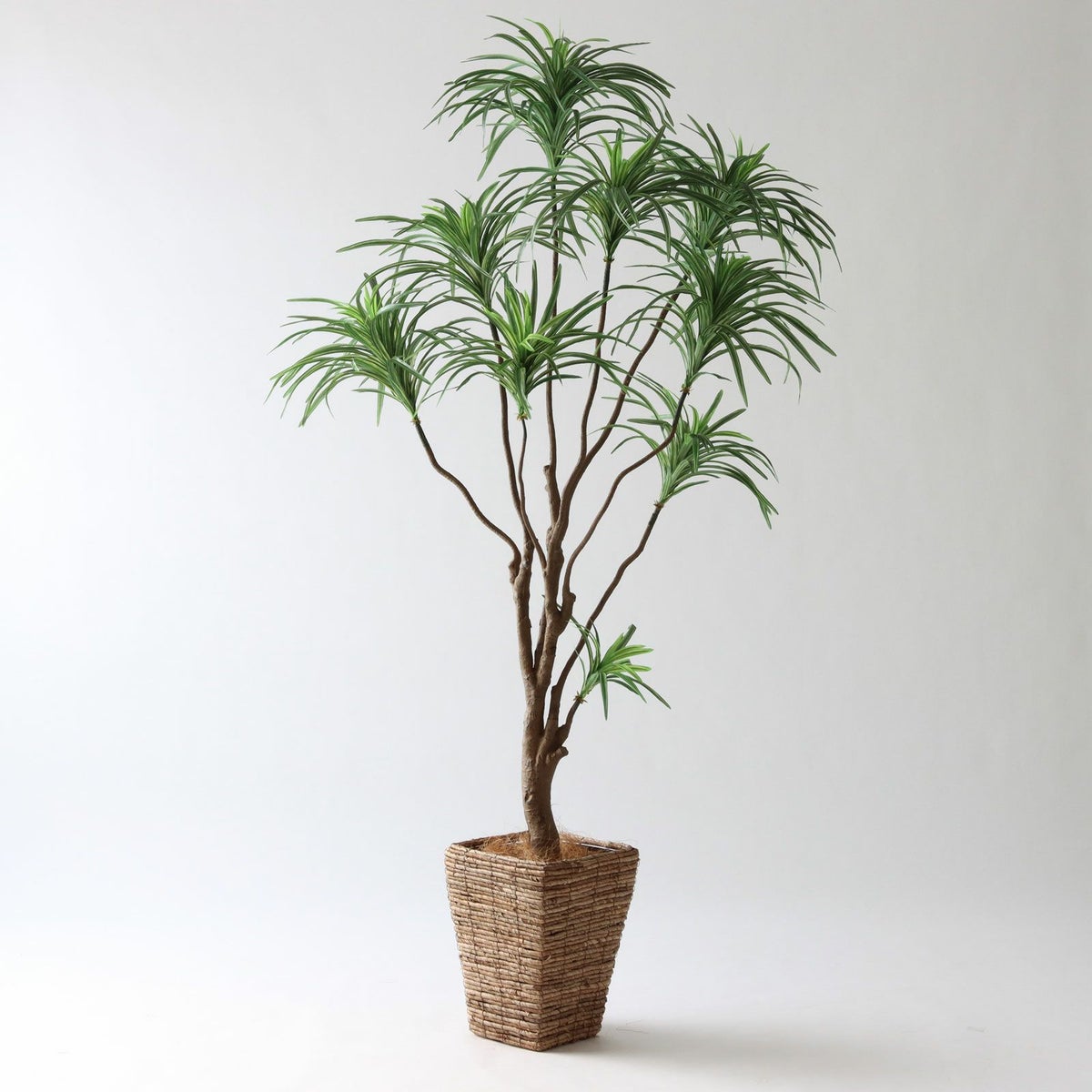 ② バナナリーフ 大（KG5-SRE）鉢カバーセット