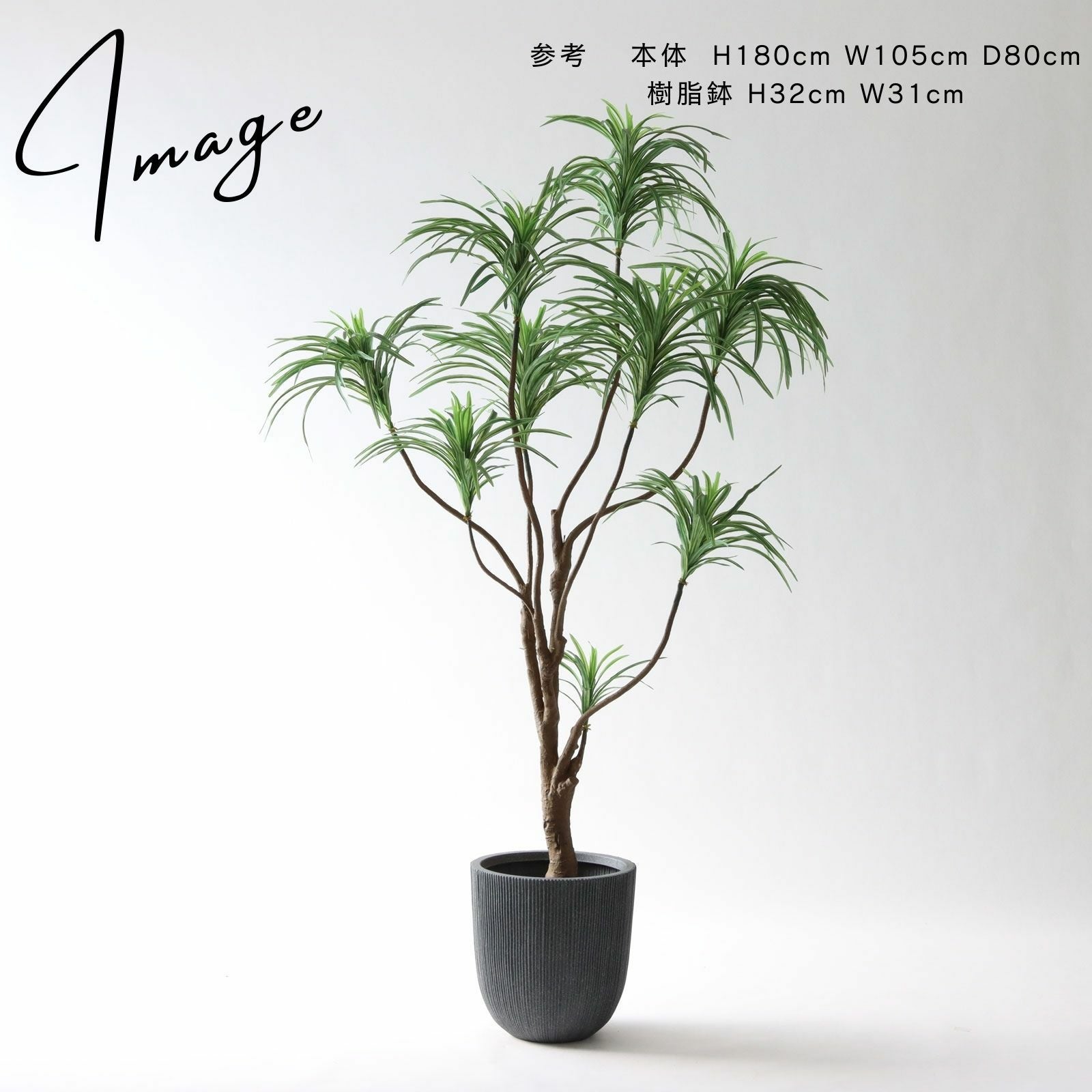 No8182 ドラセナ コンシンネのある夜の空間イメージ