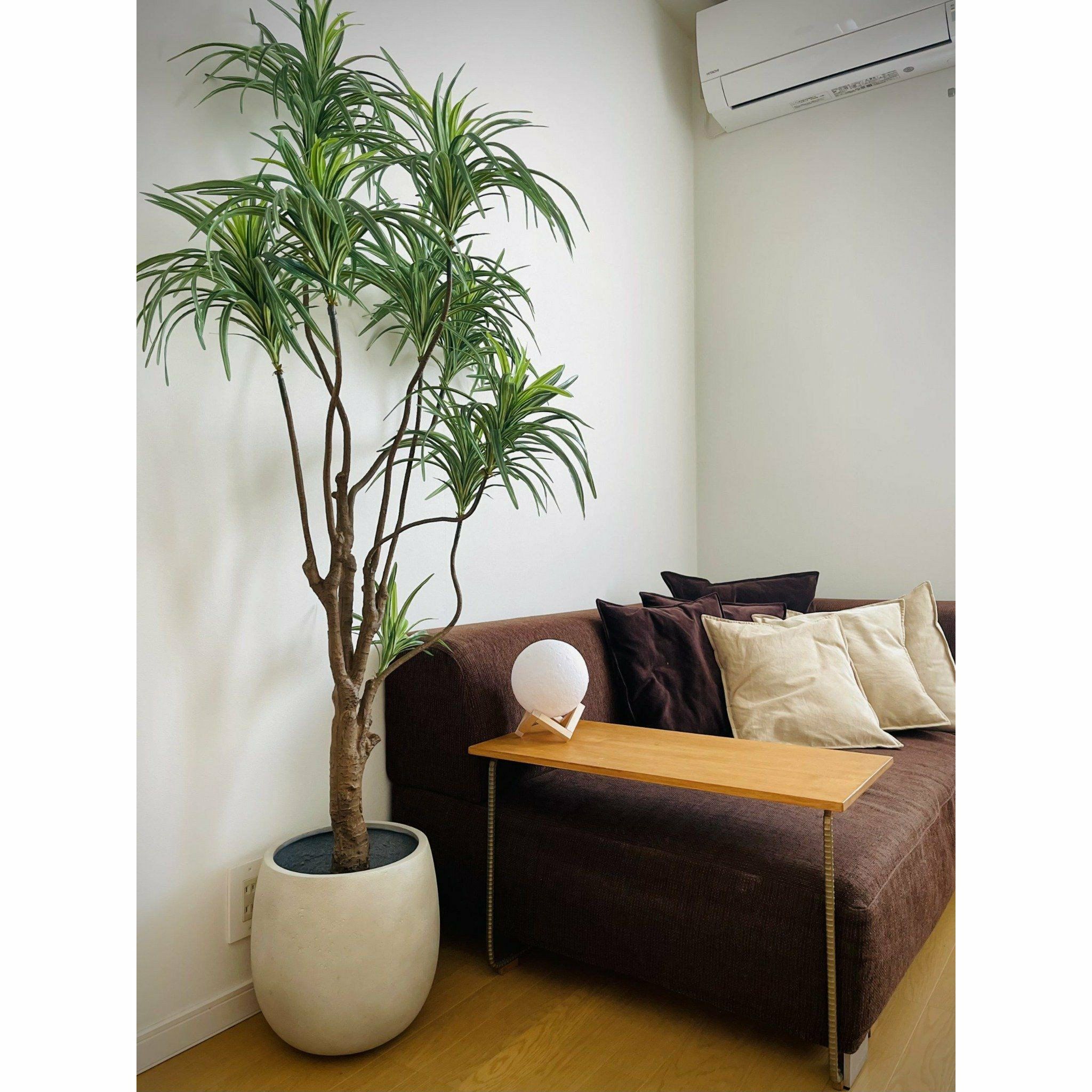 No8182 ドラセナ コンシンネのある空間イメージ