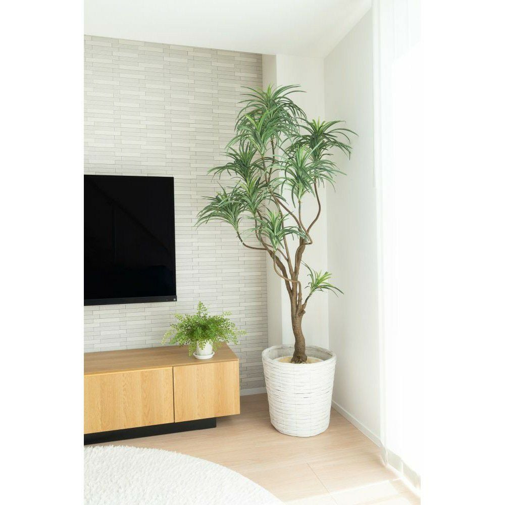 No8182 ドラセナ コンシンネのあるリビングイメージ