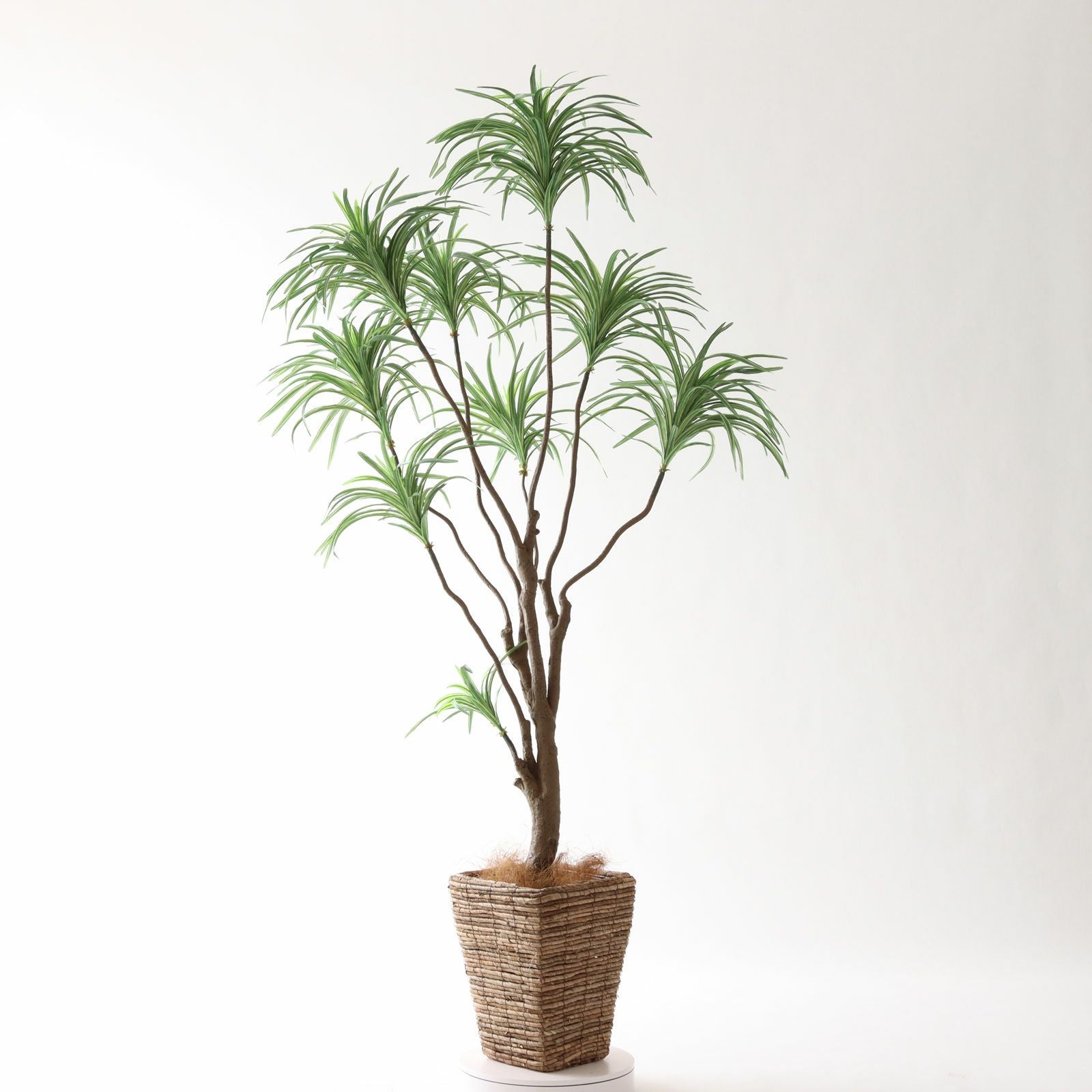 光触媒　人工観葉植物　フェイクグリーン　ドラセナコンパクタ1.25 フェイクグリーン 光触媒ドラセナ1.25m 送料無料 - 【造花の専門店