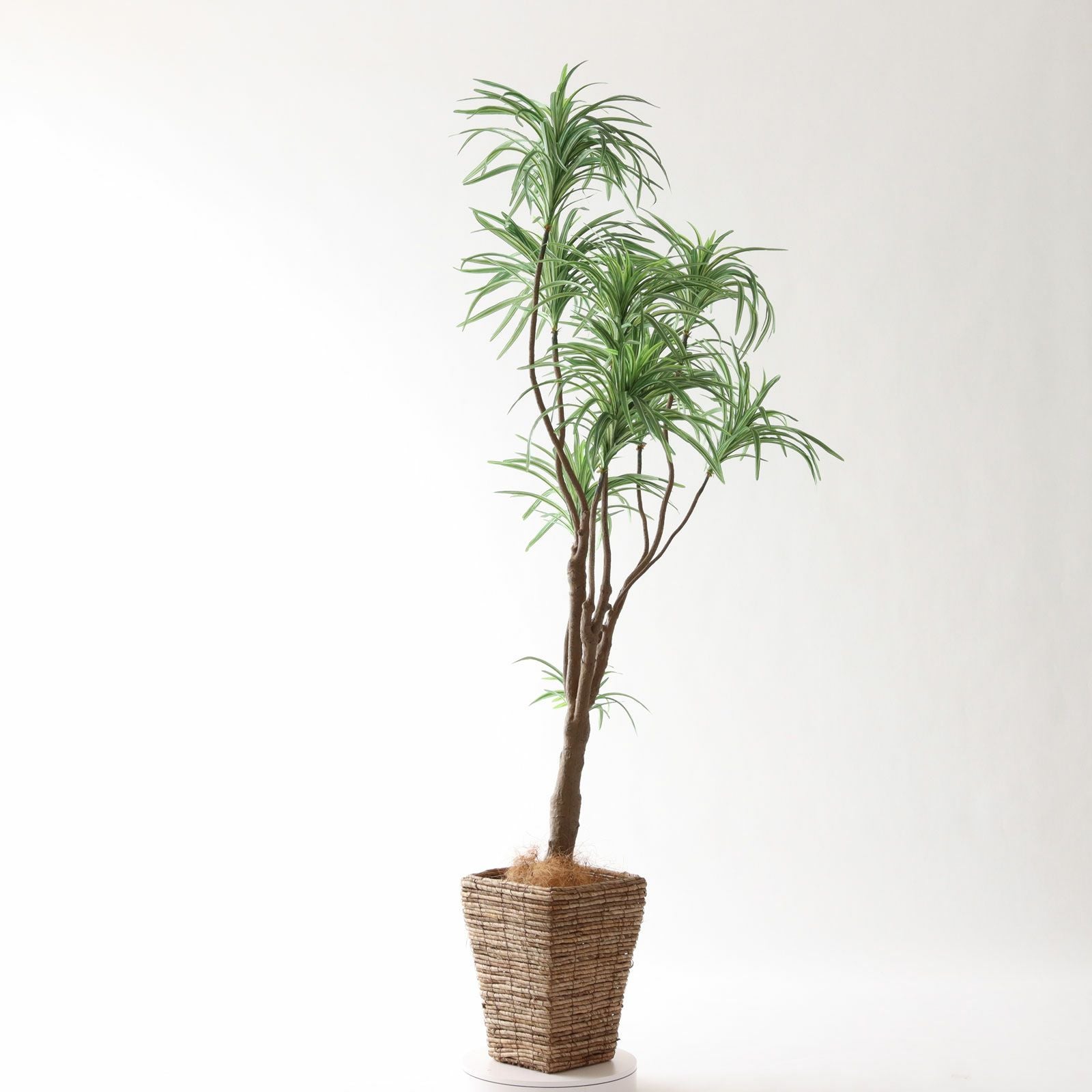光触媒　人工観葉植物　ウォールグリーン　フェイクグリーン　ドラセナコンシンネ No8182 プレミアム光触媒フェイクグリーン「枝を自由に曲げて × 空間に