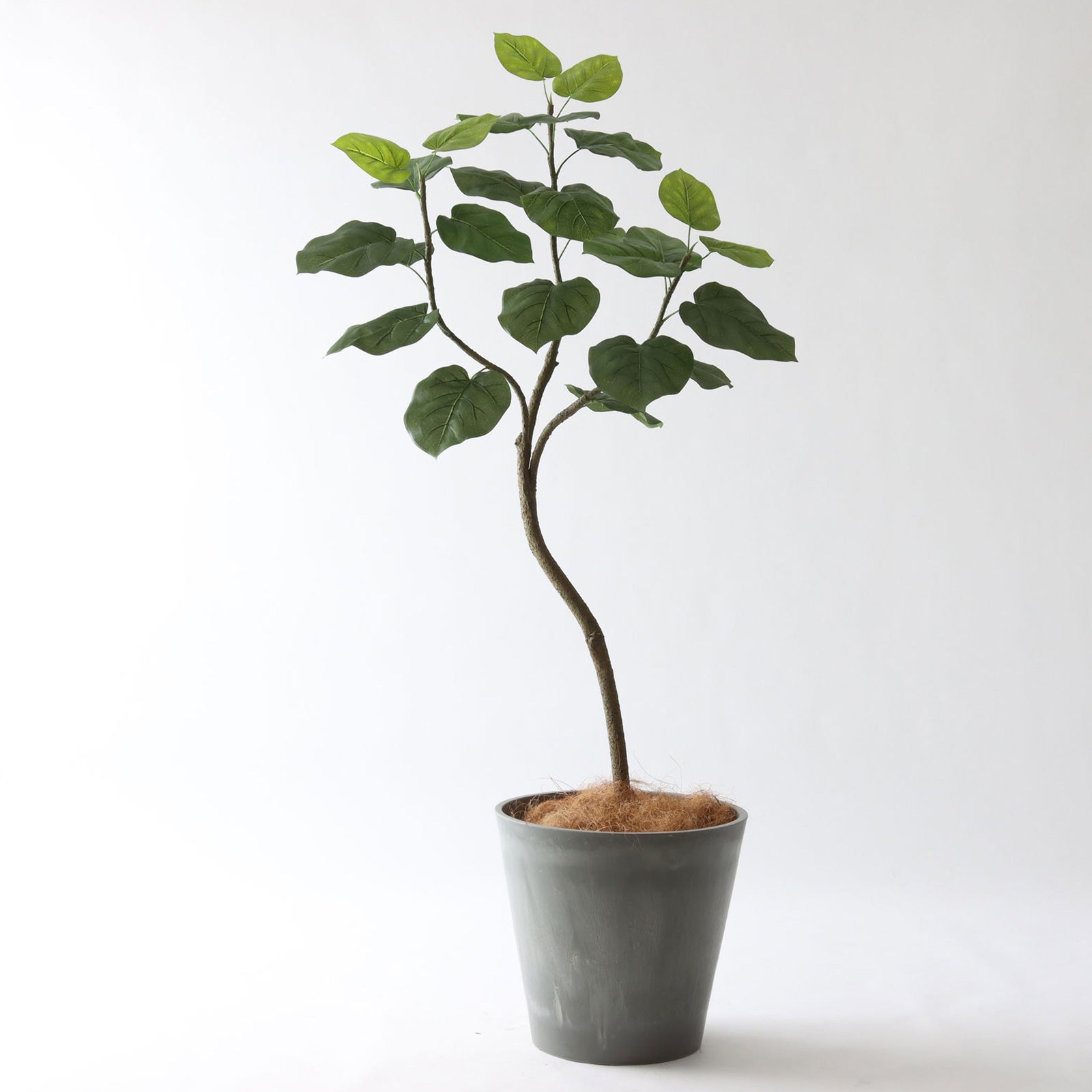 ホテルライクに合うドラセナ