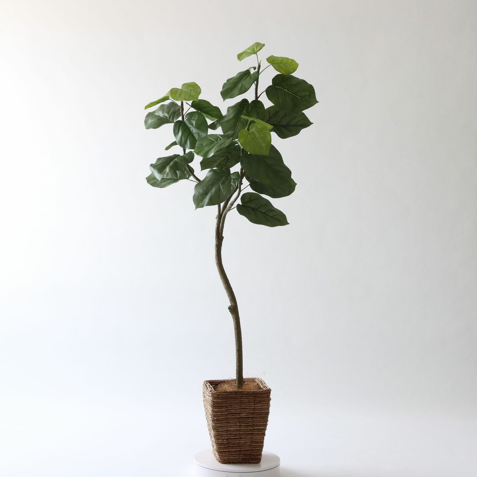 No9266 プレミアム光触媒フェイクグリーン 「しなやかな幹線 × 存在感