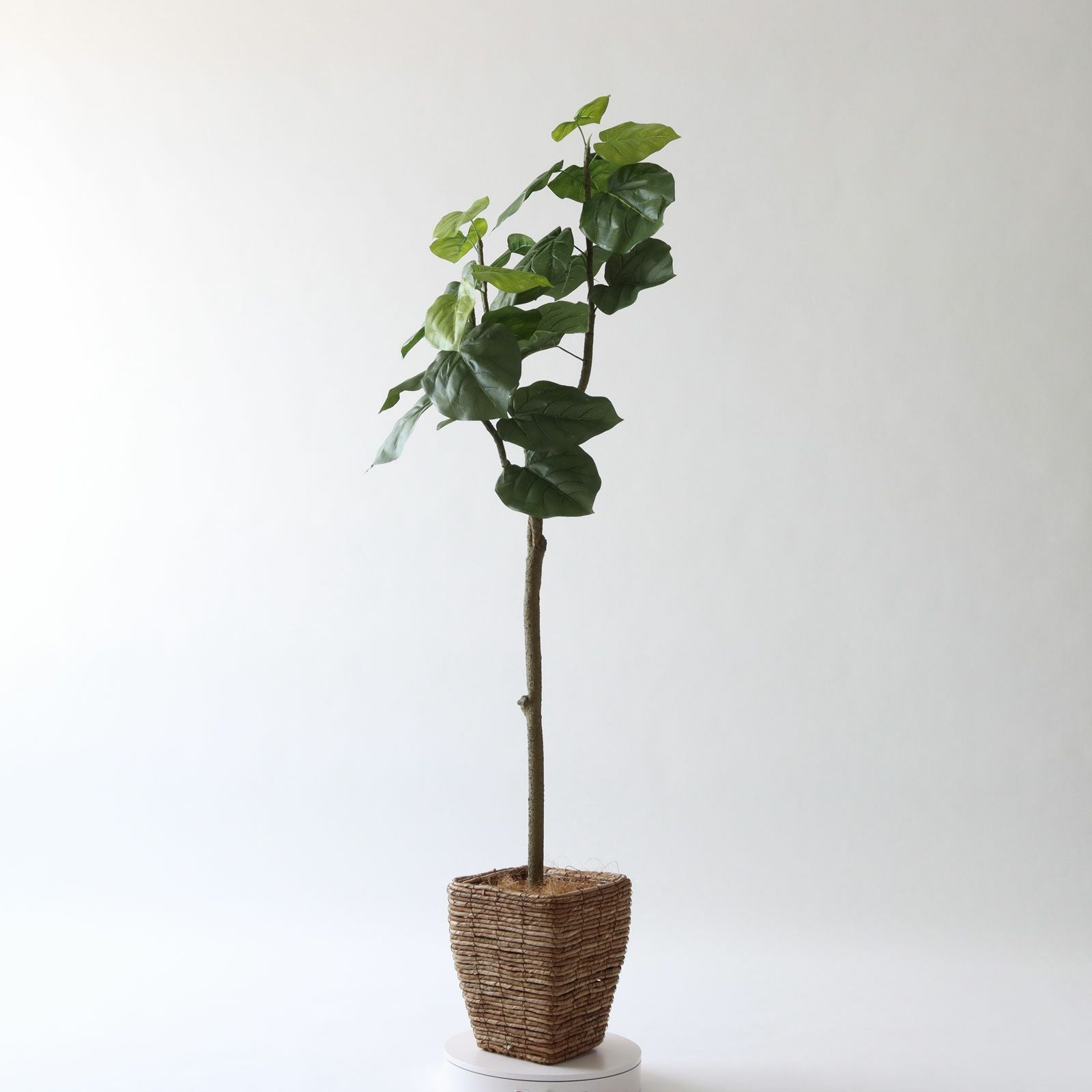 No9266 プレミアム光触媒フェイクグリーン 「しなやかな幹線 × 存在感