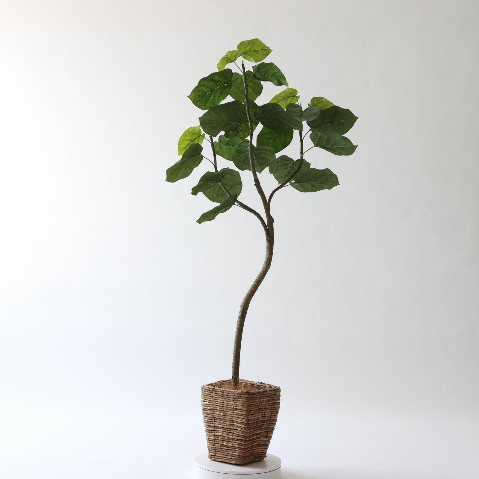 No9266 プレミアム光触媒フェイクグリーン 「しなやかな幹線 × 存在感