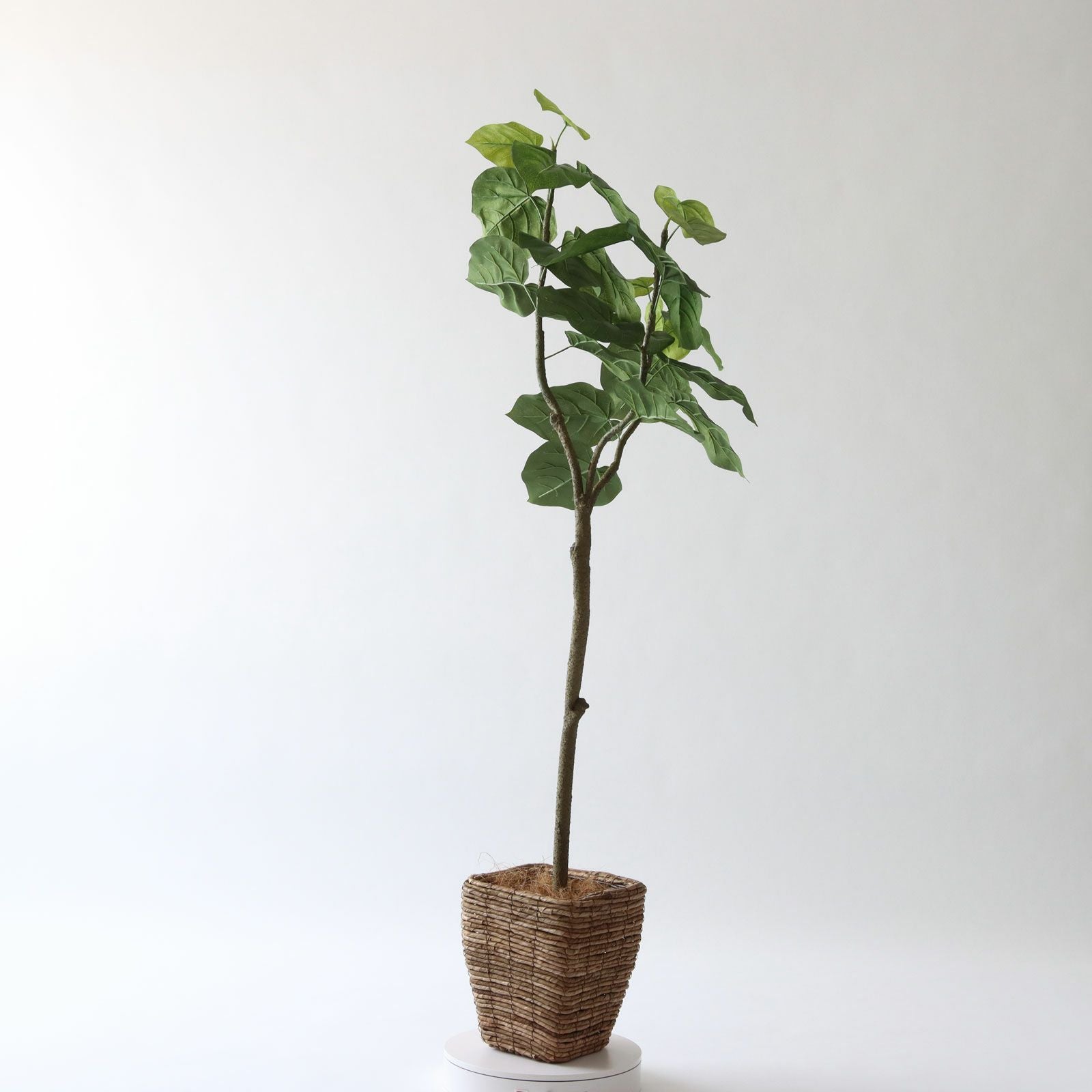 No9266 プレミアム光触媒フェイクグリーン 「しなやかな幹線 × 存在感