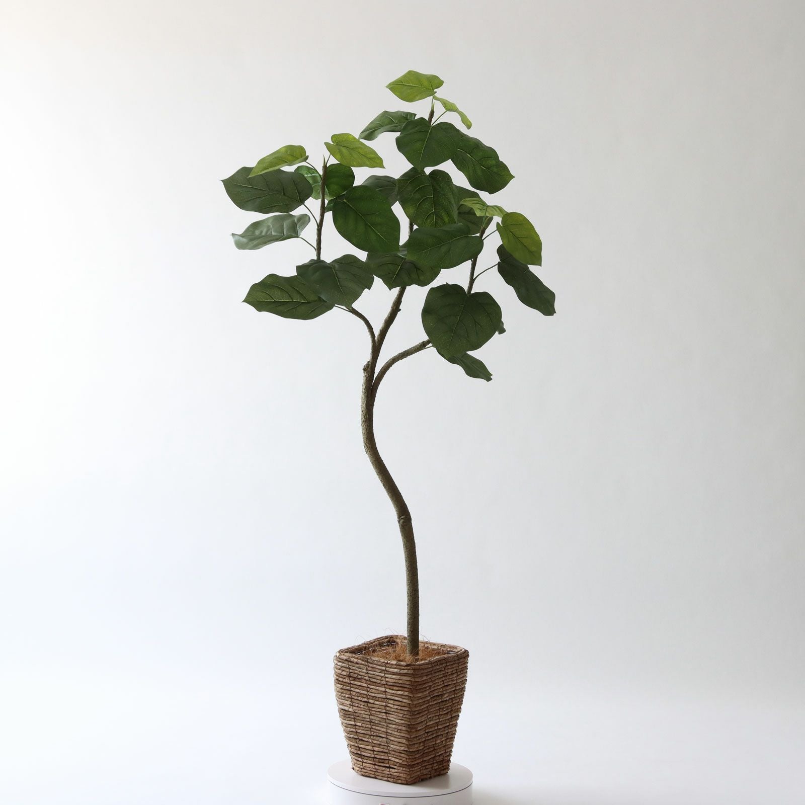 No9266 プレミアム光触媒フェイクグリーン 「しなやかな幹線 × 存在感