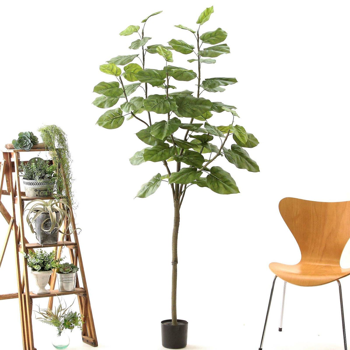 プラ鉢（+0円）