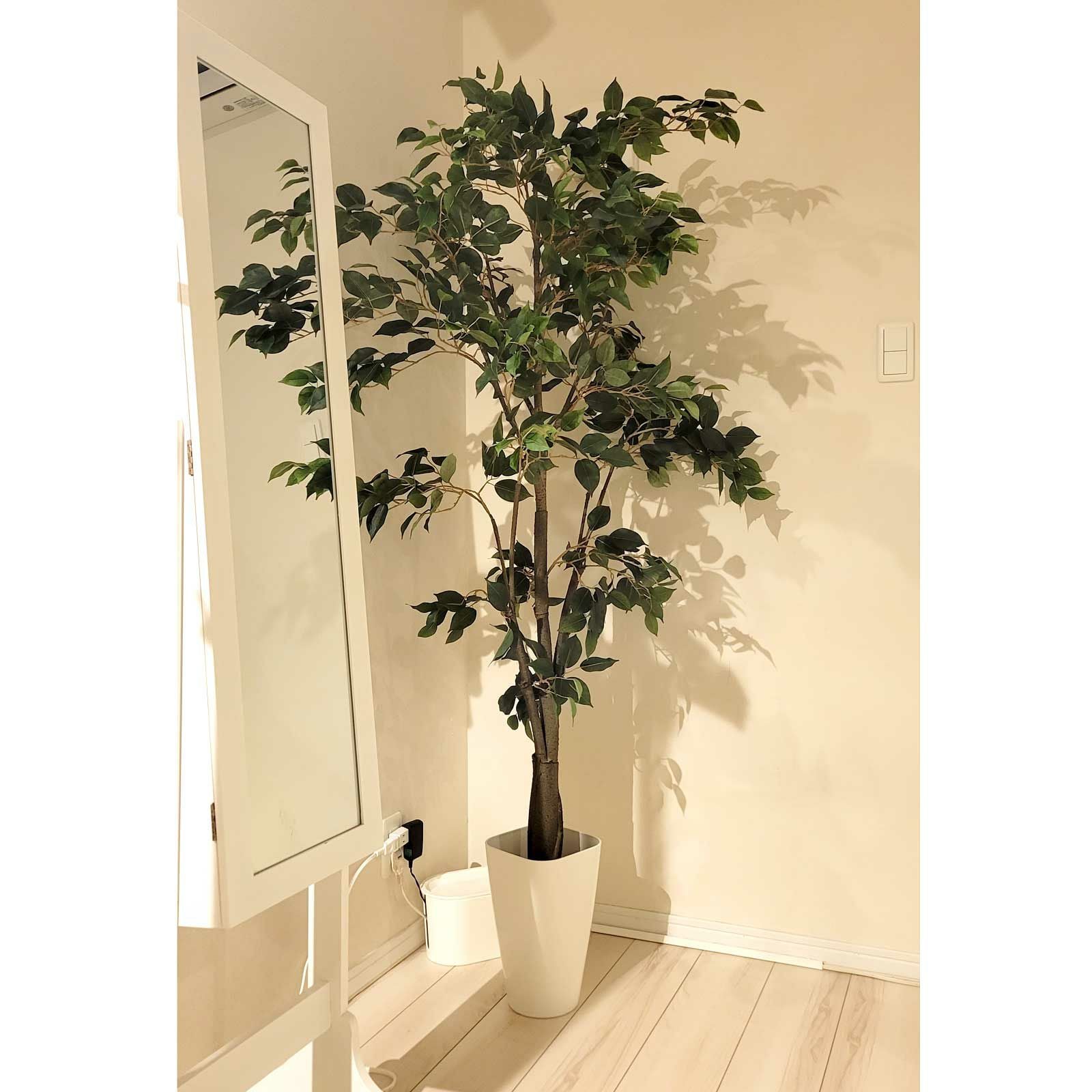 姿見の横に置かれたナチュラルなグリーン