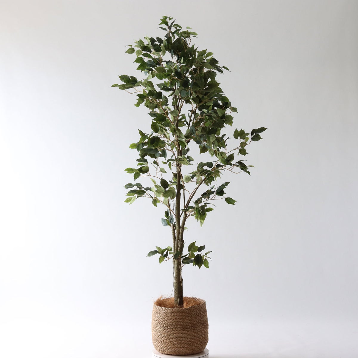 ⑭ プラ鉢（標準）