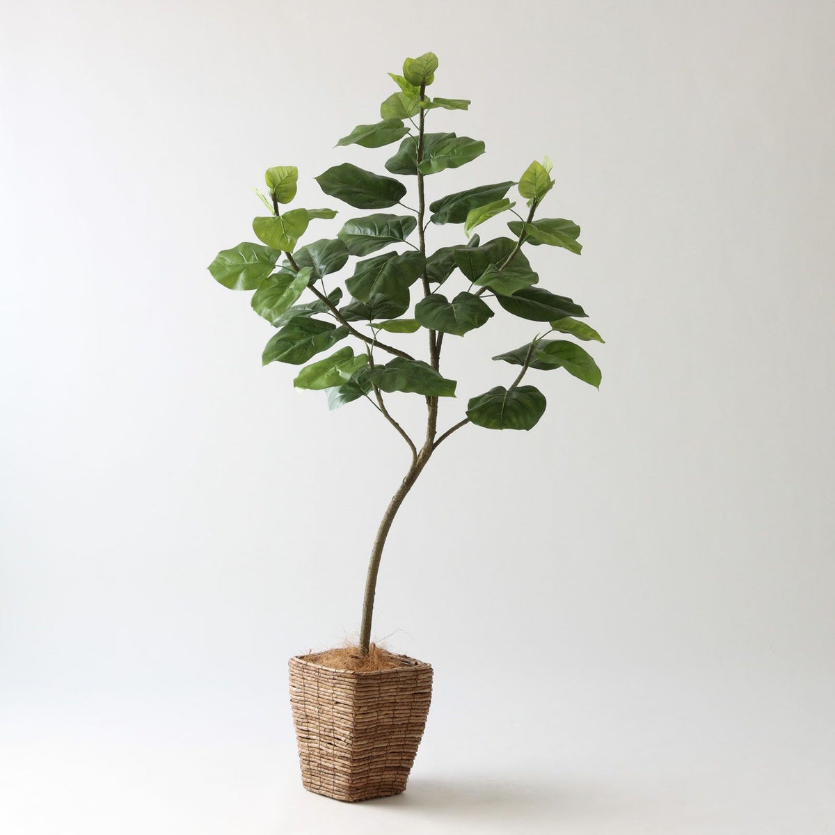 ④ バナナリーフ 小（KG4-SRE）鉢カバーセット