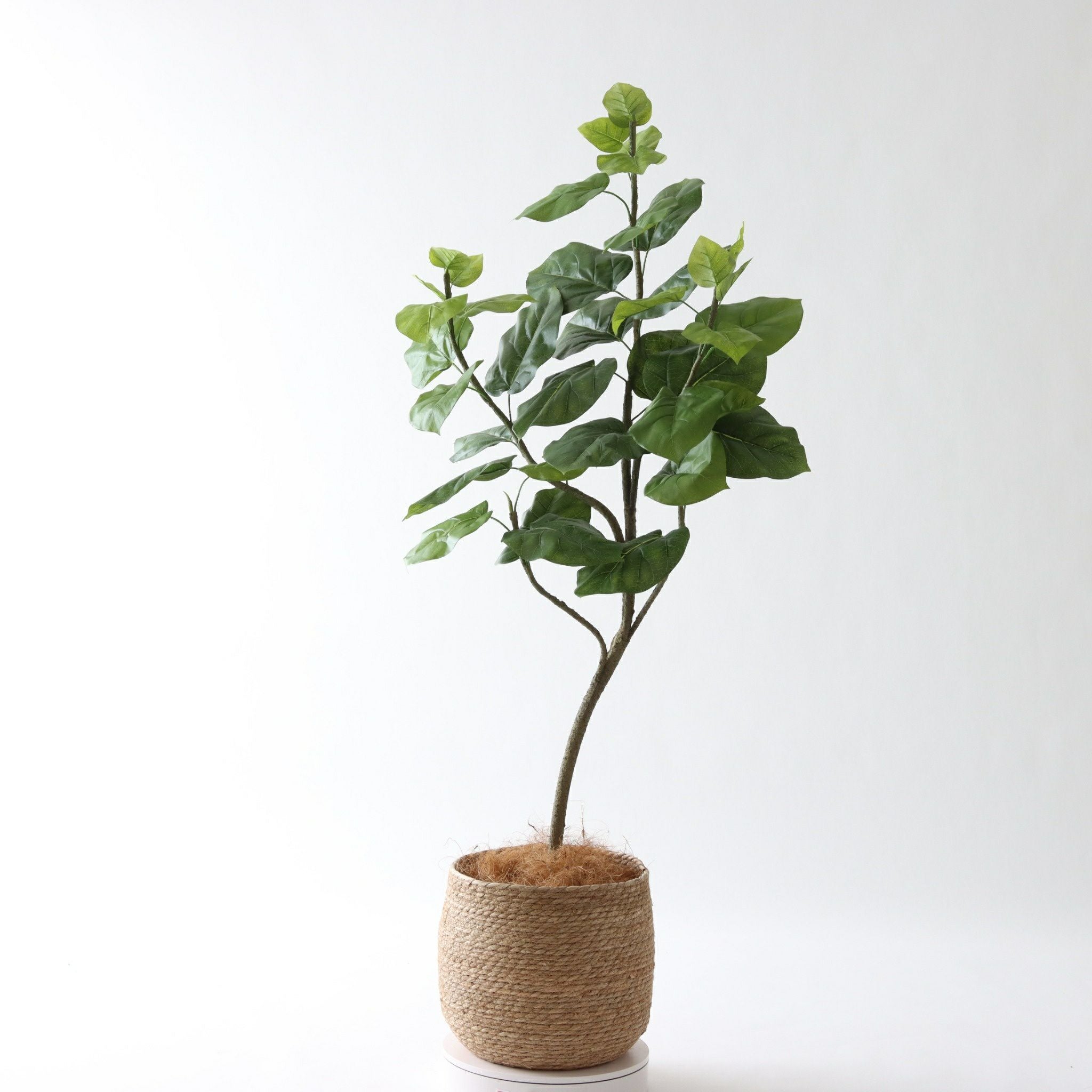 No9283 プレミアム光触媒フェイクグリーン 「柔らかな葉 × バランスの