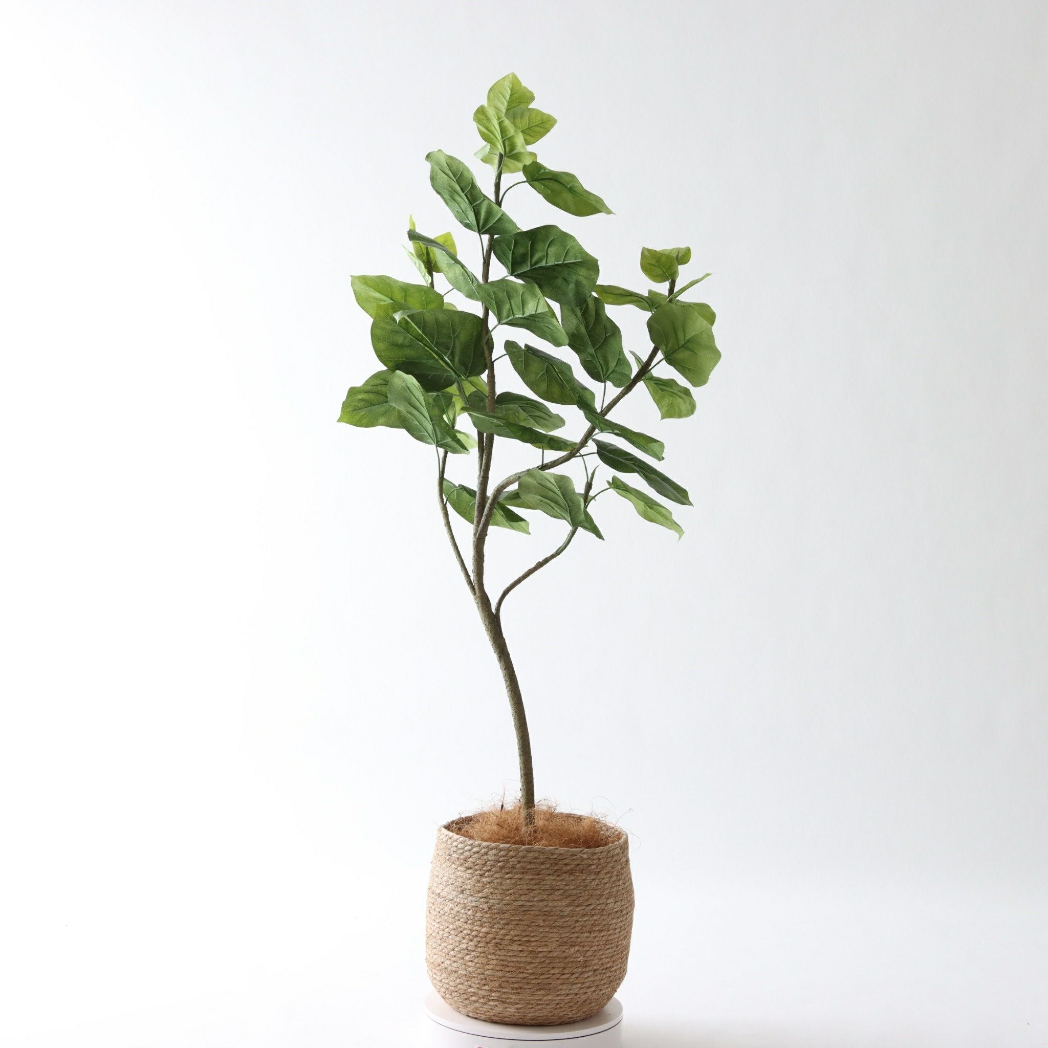 【美品】プレミアム光触媒 フェイクグリーン ウンベラータ 150cm No9283 プレミアム光触媒フェイクグリーン 「柔らかな葉 × バランスの