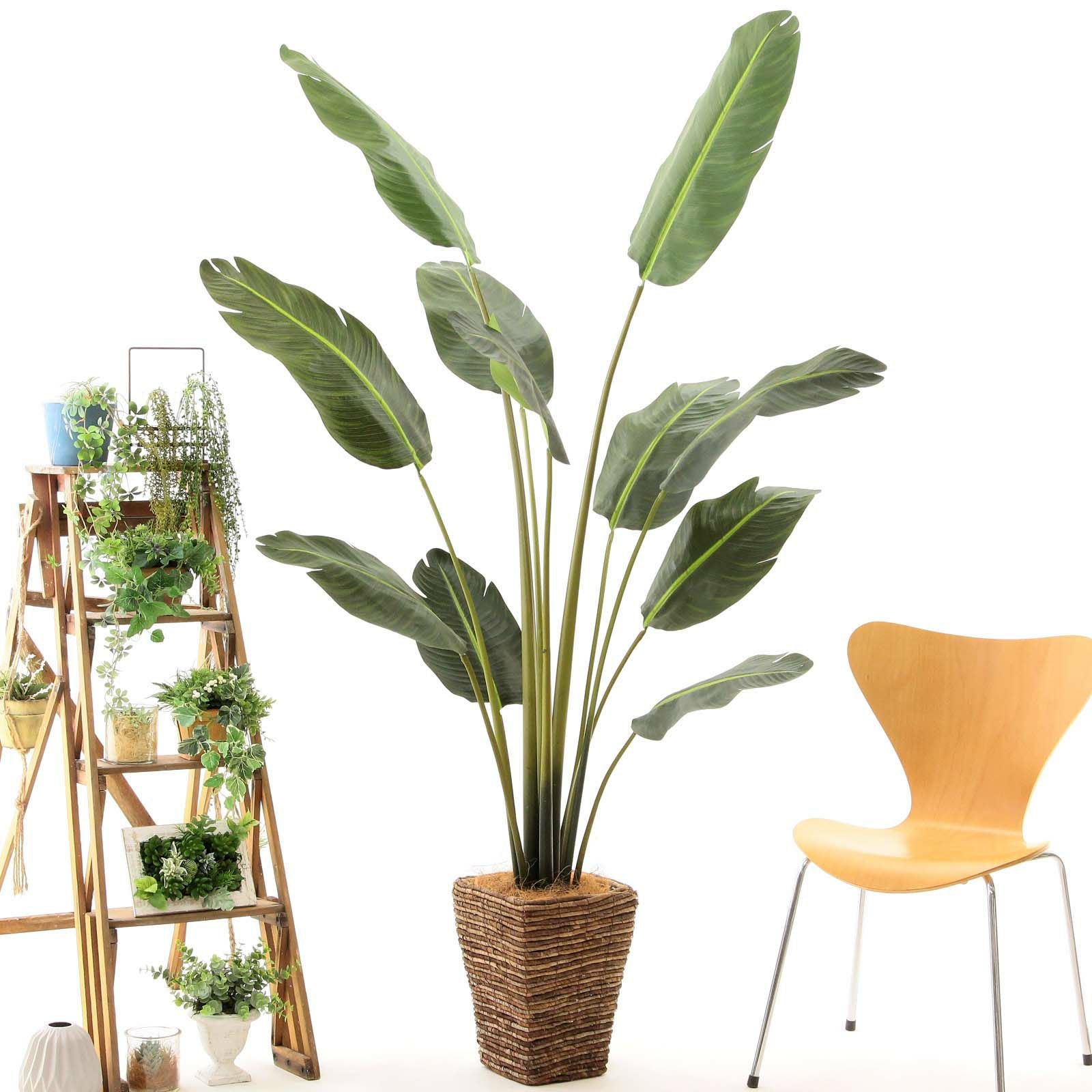 オーガスタ ストレリチア | プレミアム光触媒フェイクグリーン 造花