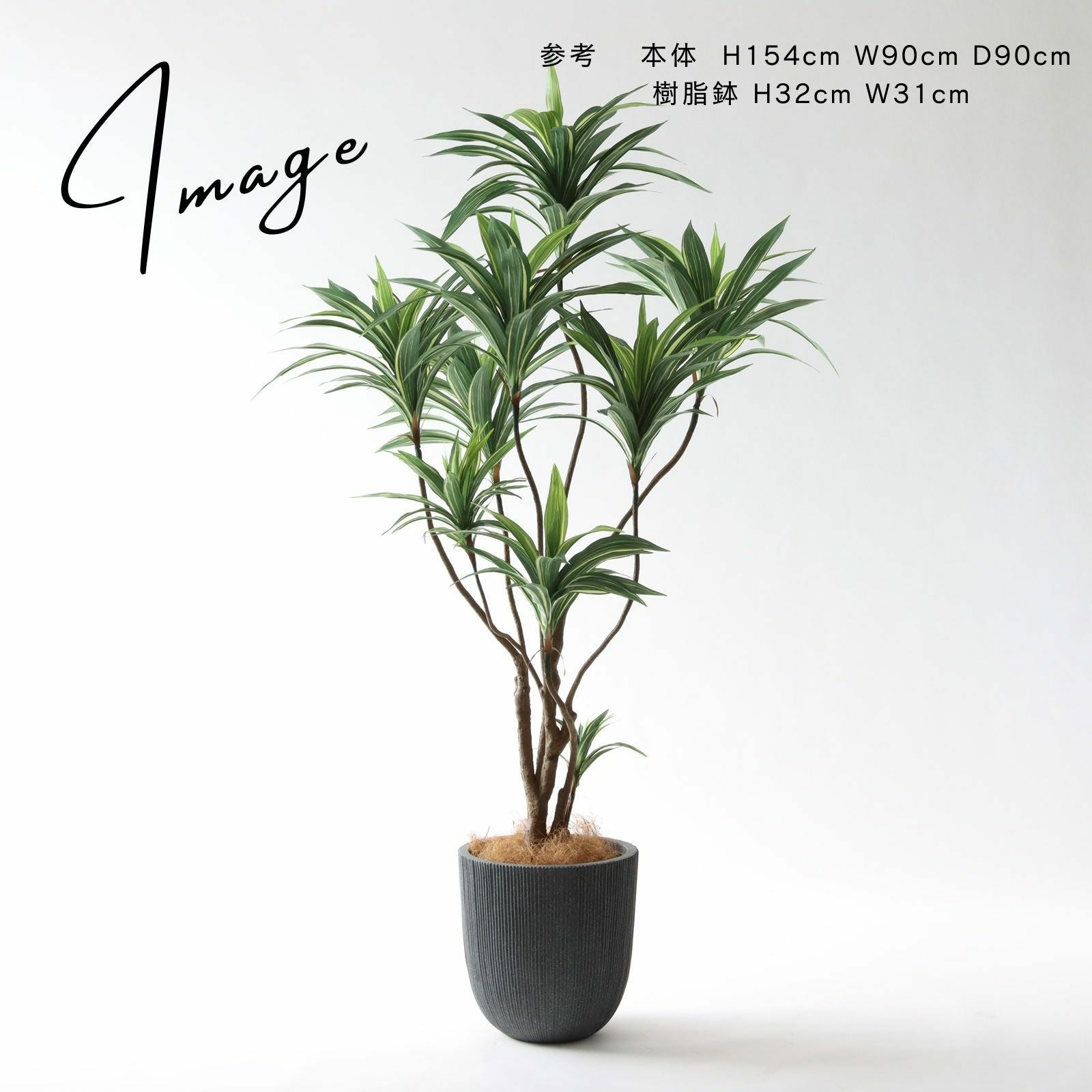 No.8271 ドラセナ・ワーネッキー 高さに変化をつけたアレンジ