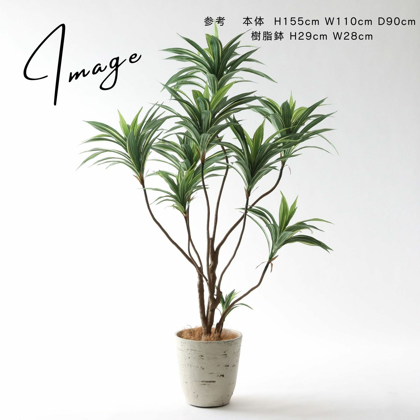 No.8271 ドラセナ・ワーネッキー 基本のアレンジ