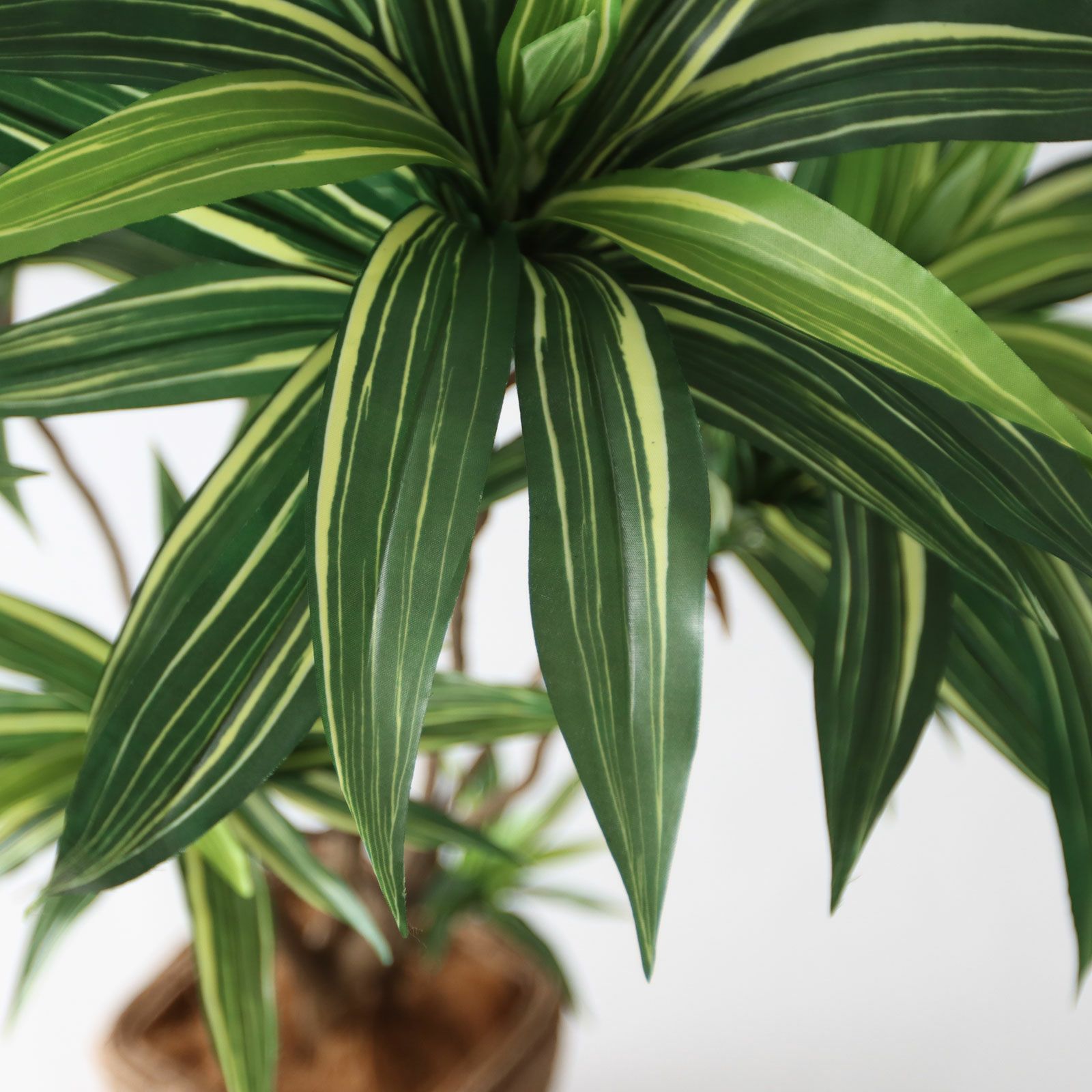 観葉植物 本物 大きな植物が大量に入荷致しました！ ・エバーフレッシュ ・フィカス