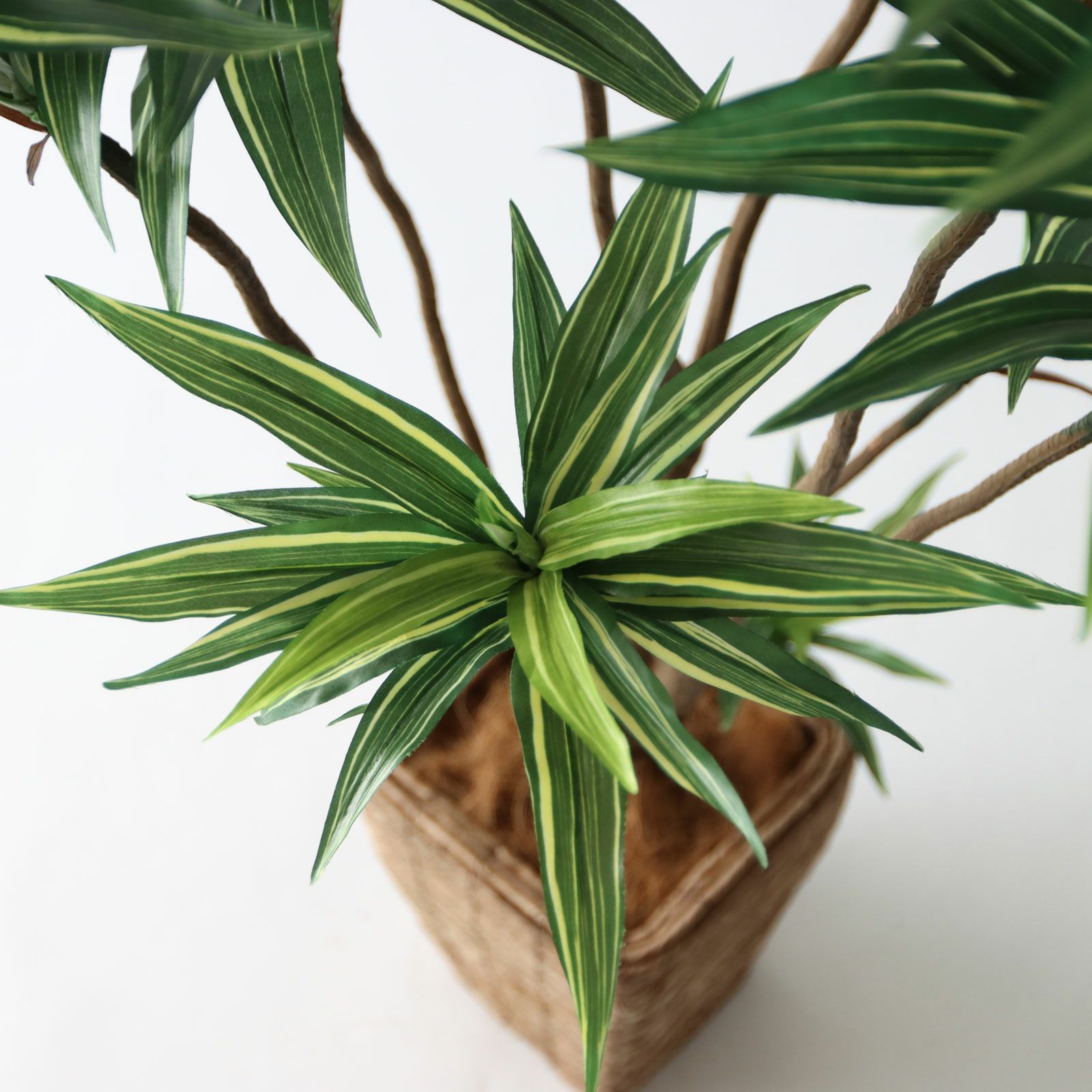 No8271 プレミアム光触媒フェイクグリーン 「爽やかな斑入り葉