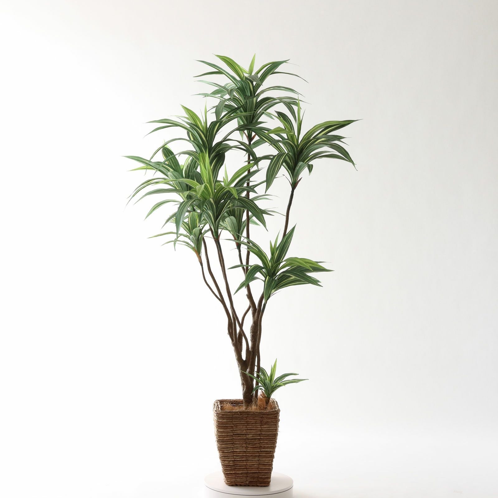 No8271 プレミアム光触媒フェイクグリーン 「爽やかな斑入り葉