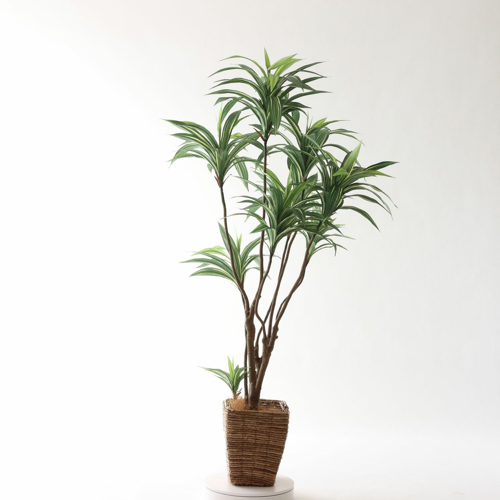 光触媒　人工観葉植物　フェイクグリーン　フレッシュドラセナW1.8m No8271 プレミアム光触媒フェイクグリーン 「爽やかな斑入り葉