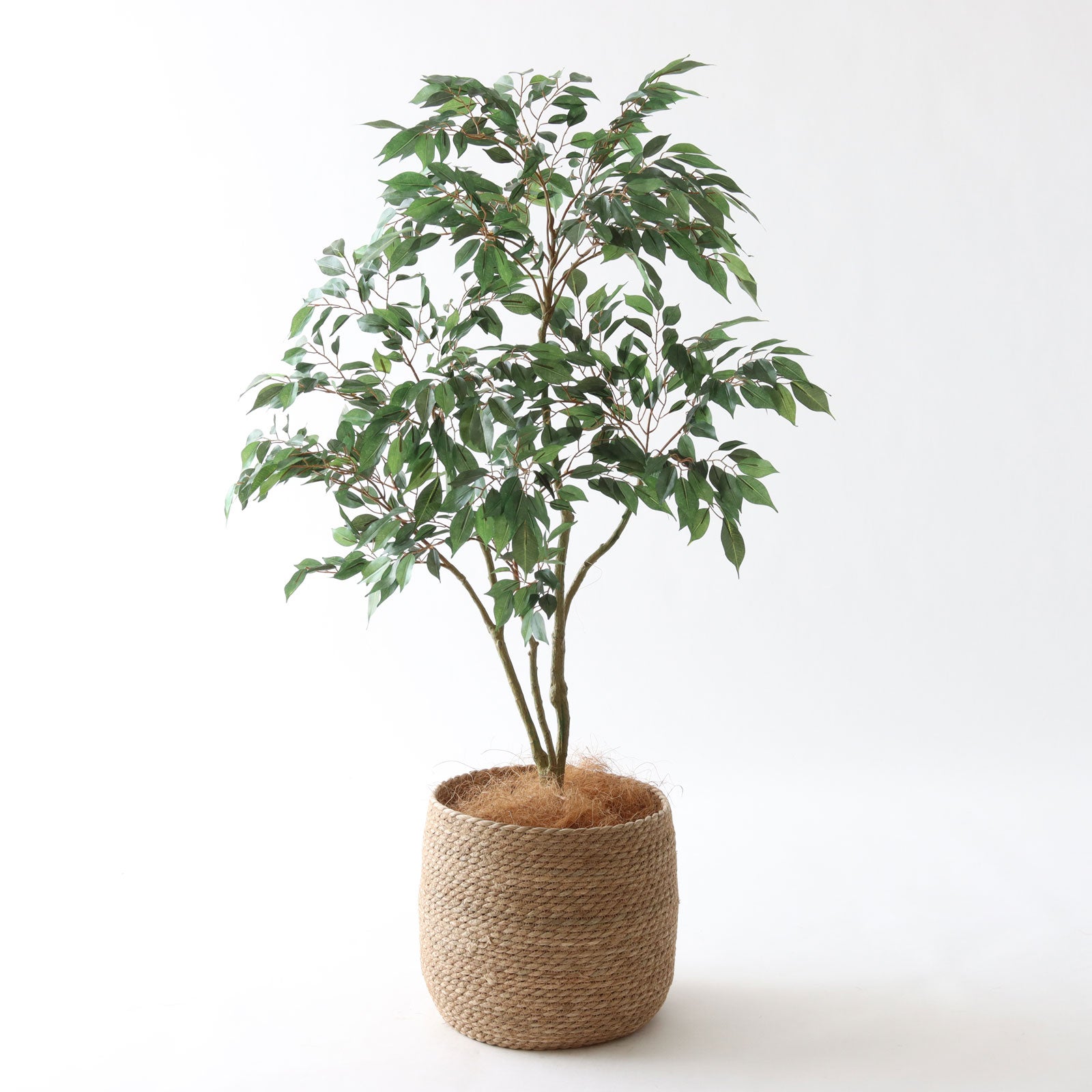 No.8414 フィカス・ベンジャミン 枝を外に広げたアレンジ