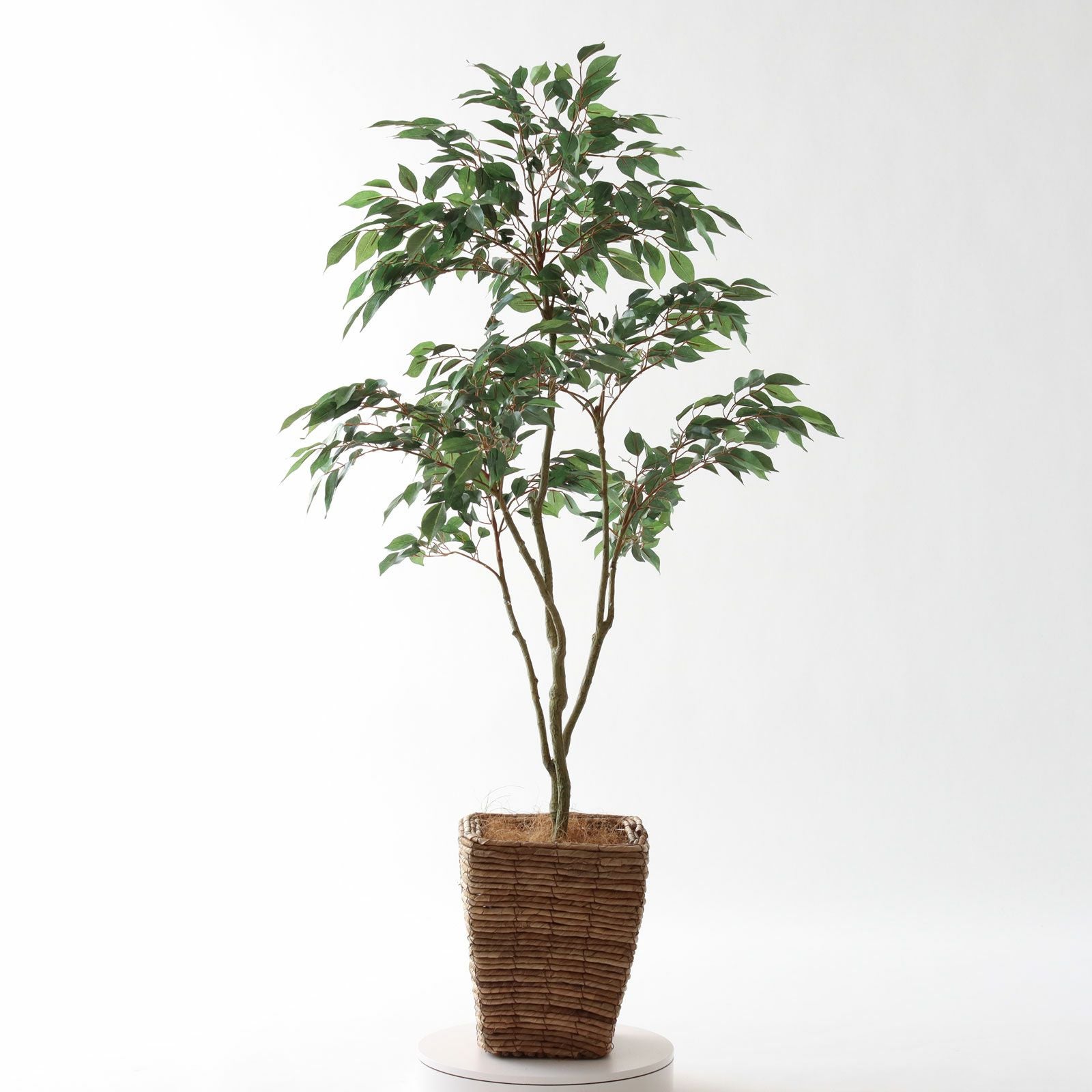 No8414 プレミアム光触媒フェイクグリーン 「軽やかな枝ぶり × 豊かな